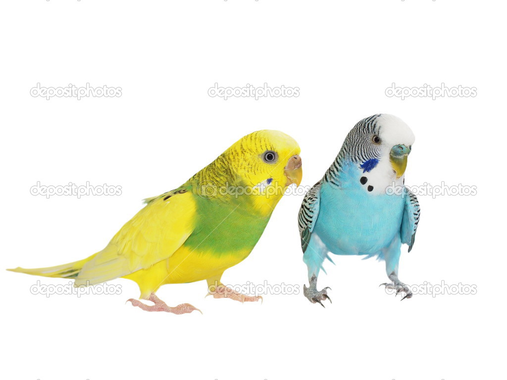 Budgerigar isolated on white, (Melopsittacus undulatus), budgie