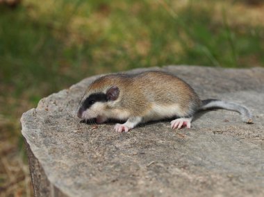 orman faresi, dryomys nitedula
