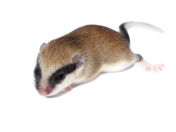 Forest Dormouse isolated on white, Dryomys nitedula — Stock Photo, Image