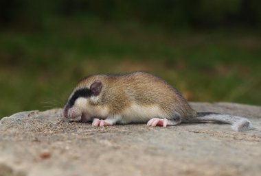 orman faresi, dryomys nitedula