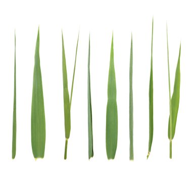 izole (kırpma yolu ile beyaz arka plan üzerinde set yaprak kamışı)