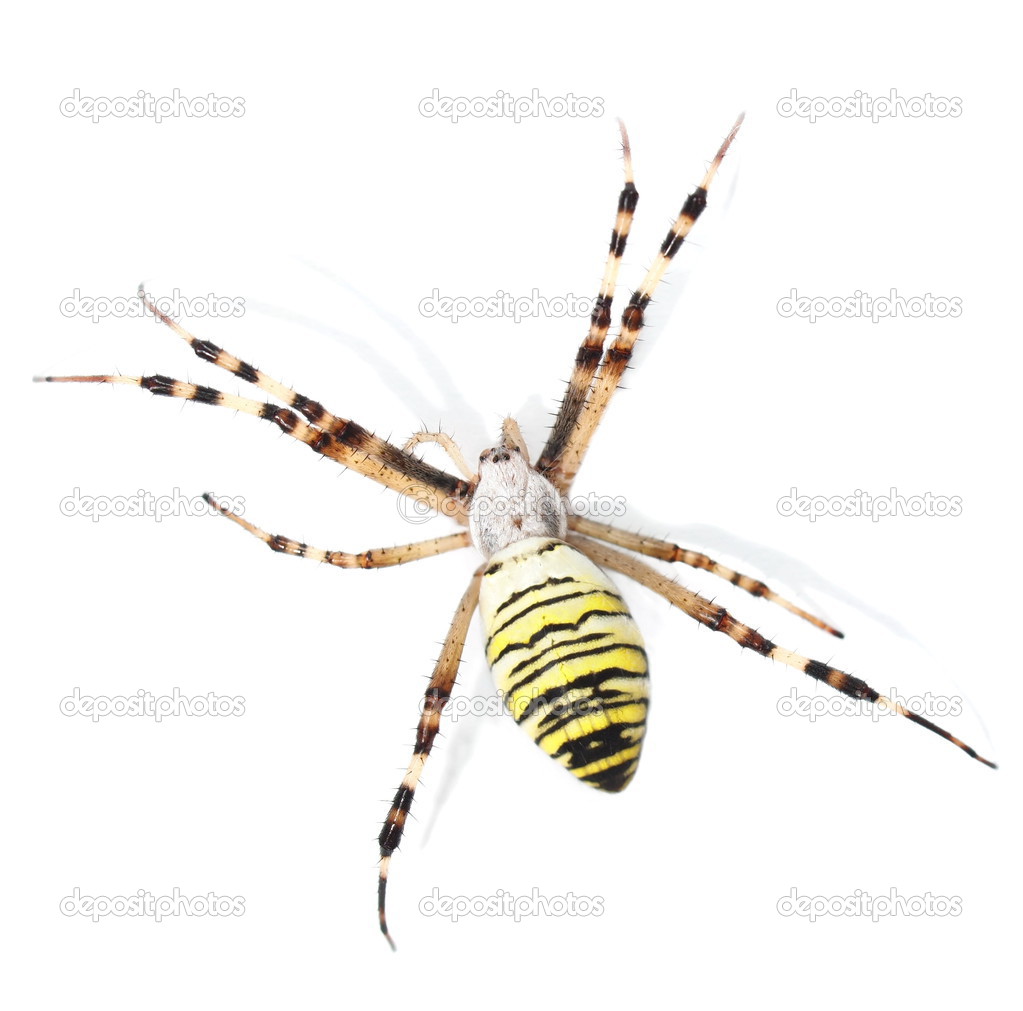 European Black And Yellow Garden Spider Isolated On White Stock