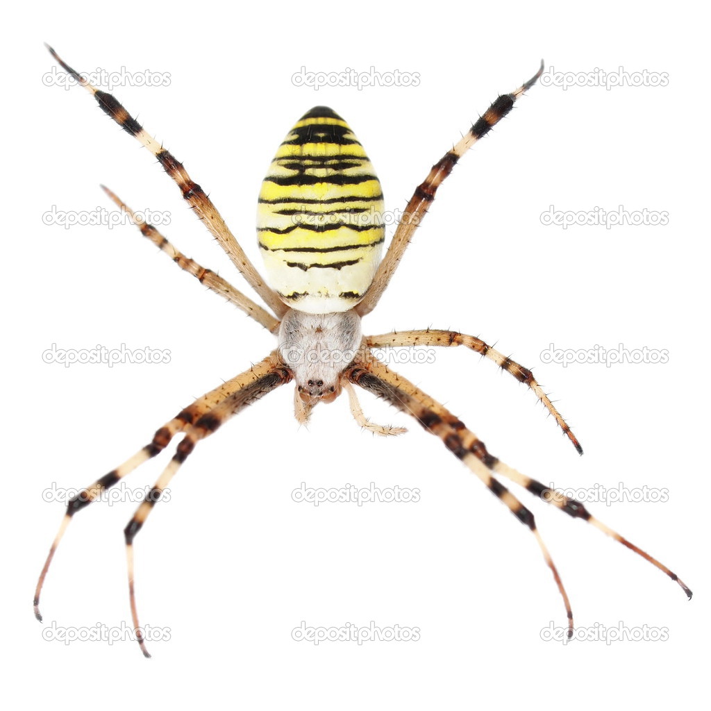 European Black And Yellow Garden Spider Isolated On White Stock