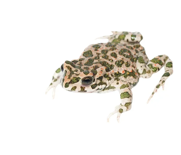 Молодая европейская зеленая жаба изолирована на белом фоне (Bufo viridis ) — стоковое фото