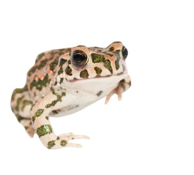 Genç Avrupalı yeşil karakurbağası beyaz zemin üzerine (bufo viridis izole)