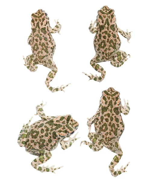 Поставить молодую европейскую зеленую жабу, изолированную на белом фоне (Buzviridis) ) — стоковое фото