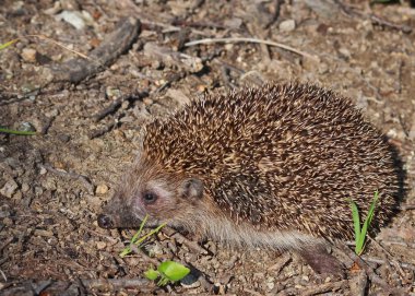 Avrupa kirpi ya da ortak kirpi, kirpi europaeus