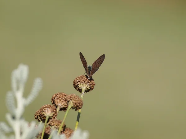 Motýl a zelené pozadí přírody — Stock fotografie