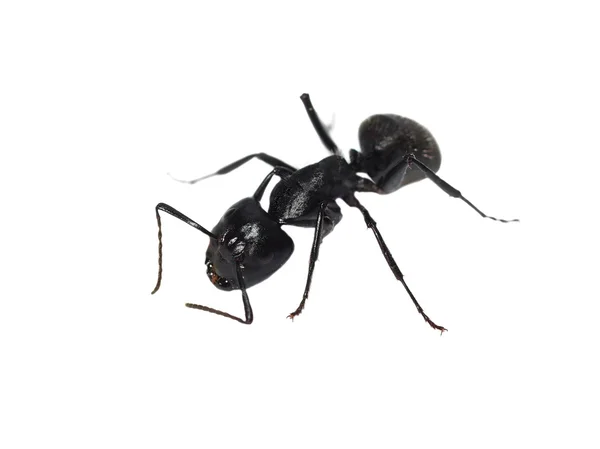 Stora skogen svart myra isolerad på vit bakgrund (Europa), snickare ant — Stockfoto