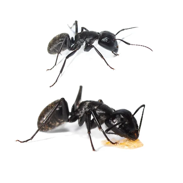 Gran hormiga negra del bosque aislada sobre fondo blanco (Europa), hormiga carpintera, Camponotus ligniperda — Foto de Stock