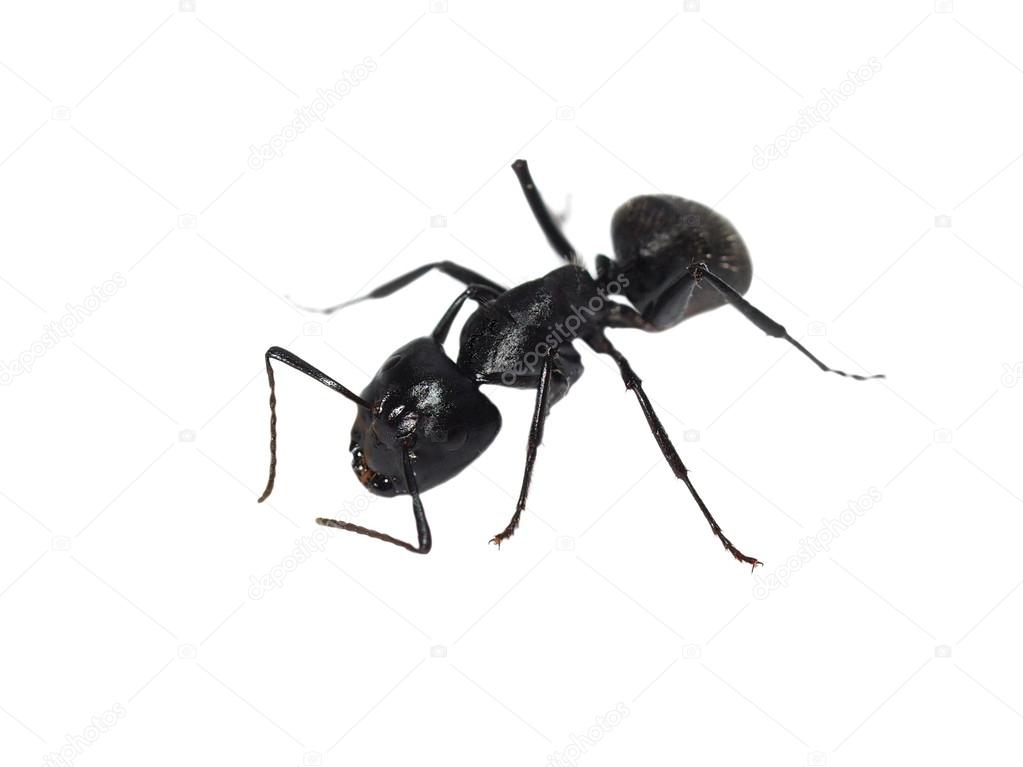 Big forest black ant isolated on white background (Europe), Carpenter ant