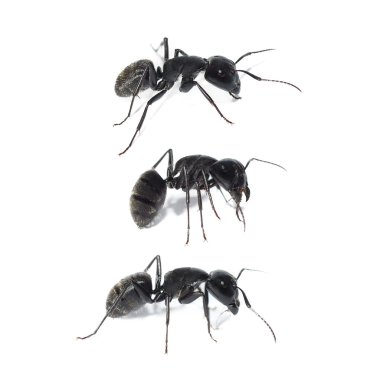 siyah karınca izole beyaz arka plan, marangoz karınca, camponotus ligniperda