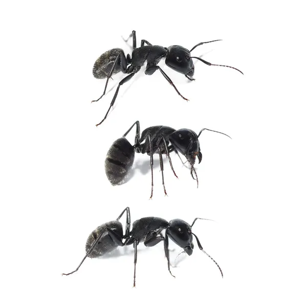 Zwarte mier geïsoleerd op een witte achtergrond, timmerman mier, camponotus ligniperda — Stockfoto