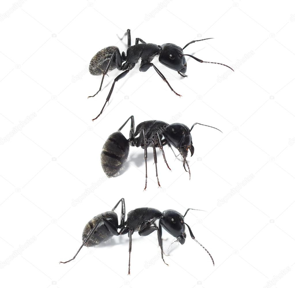 black ant isolated on white background, Carpenter ant, Camponotus ligniperda