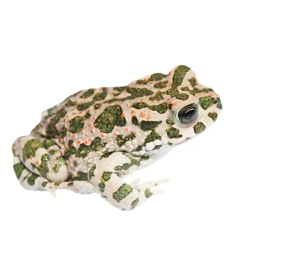 Sapo verde europeo aislado sobre fondo blanco (Bufo viridis ) — Foto de Stock