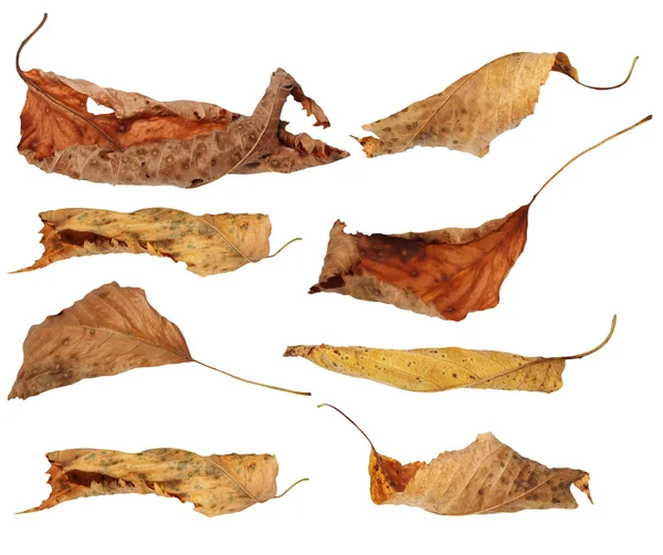 Set flying yellow fallen autumn leaves cherry isolated on white