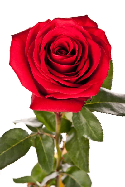 Rose — Stock Photo, Image