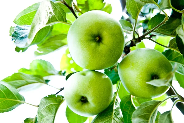Măr — Fotografie, imagine de stoc