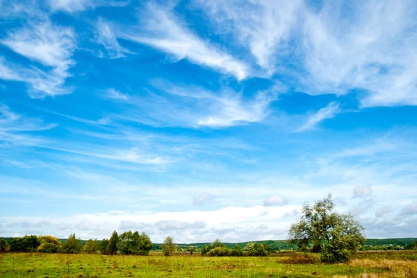 Árbol en un prado — Foto de Stock