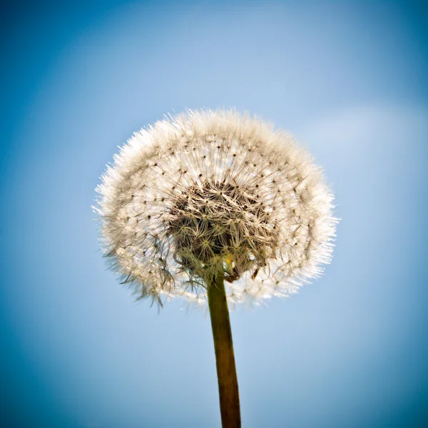 Dandelion — Stock Photo, Image