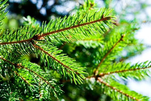 Green fir Stock Image