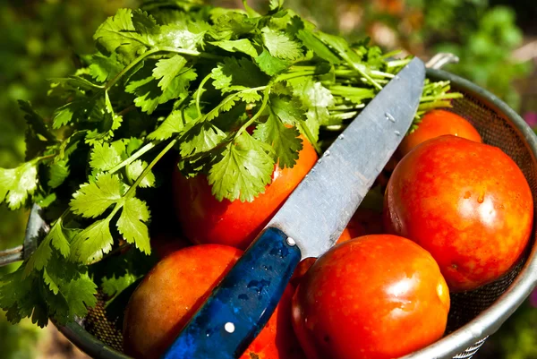 Tomate — Foto de Stock