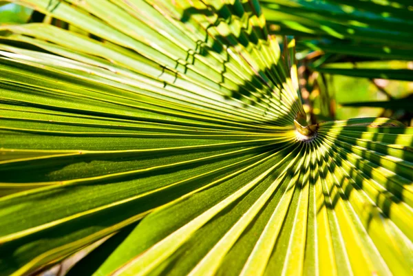 Hoja de palma — Foto de Stock