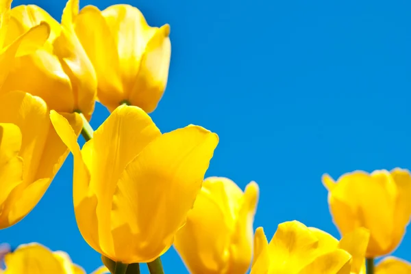 Tulipani — Foto Stock