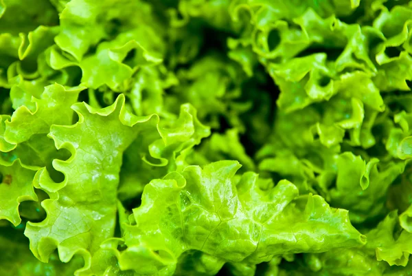 Salad background — Stock Photo, Image