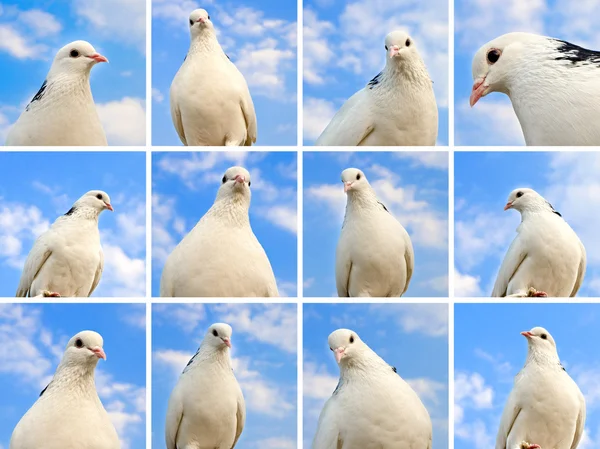 Коллекция голубей — стоковое фото