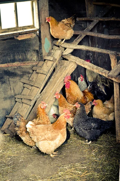 Chicken coop — Stock Photo, Image