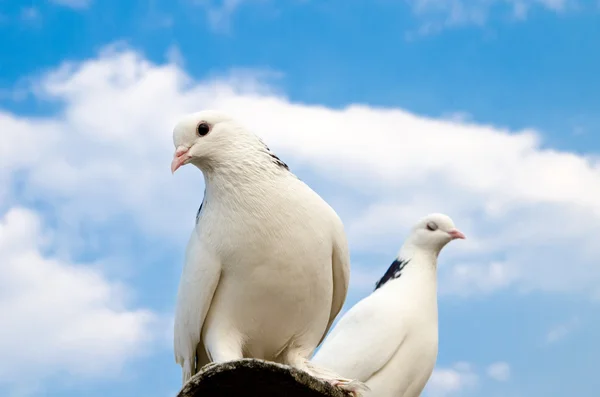 Dwa gołębie — Zdjęcie stockowe