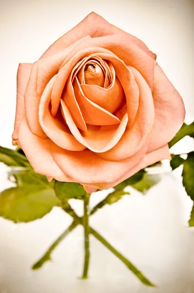 Rose in vase — Stock Photo, Image