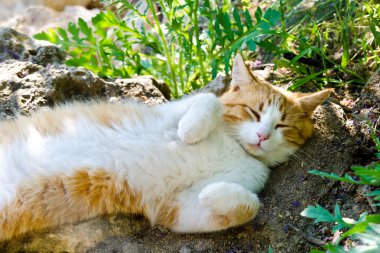 bir bahçe içinde uyuyan kedi