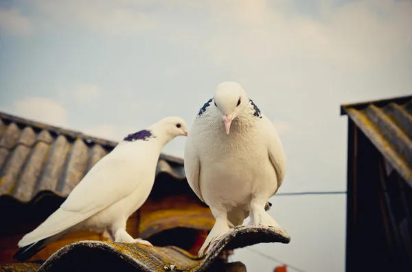 Doi porumbei — Fotografie, imagine de stoc