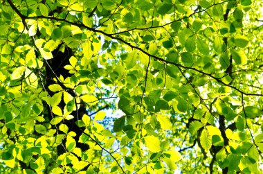 yaprakları arka plan