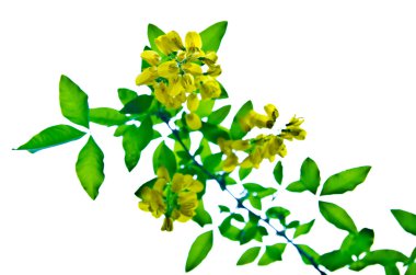 frente embarazada bloques chico