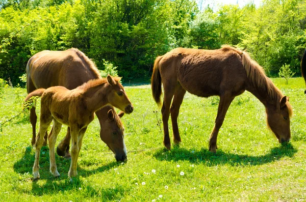 Herde der Pferde — Stockfoto