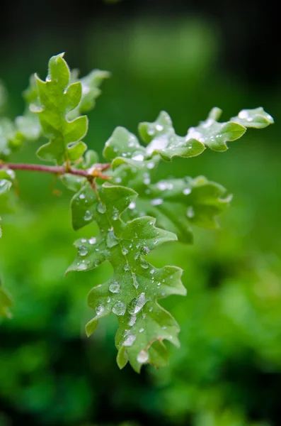 Feuille avec gouttes — Photo