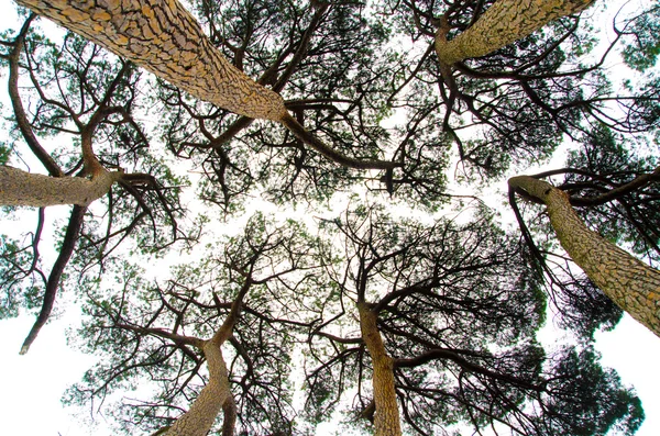 Alberi di pino — Foto Stock