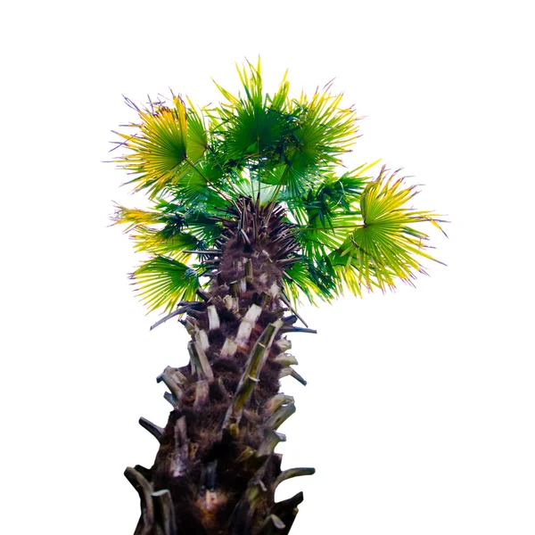 Palm — Stock Photo, Image