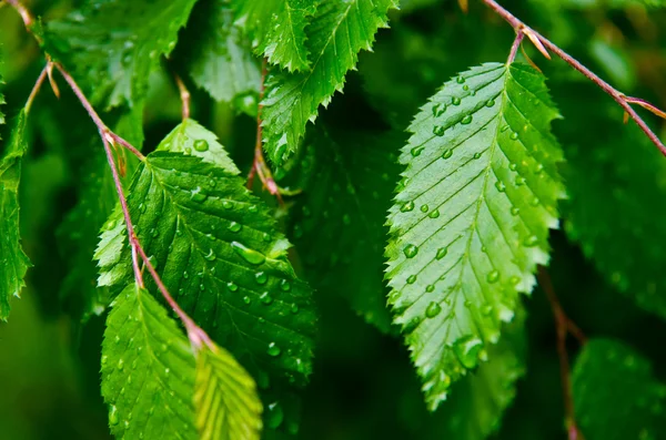 Blad met druppels — Stockfoto