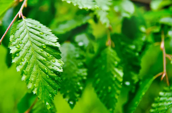 Hoja con gotas — Foto de Stock