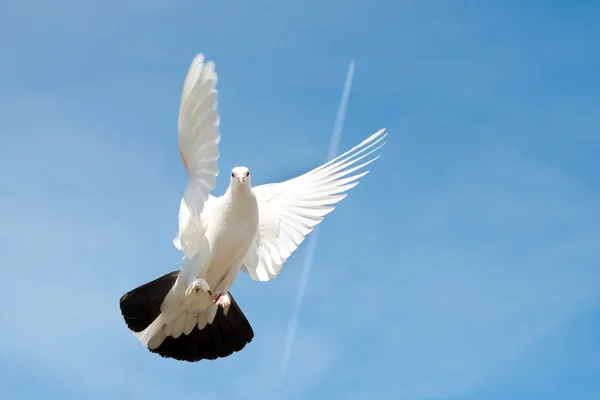 Duva på himlen — Stockfoto