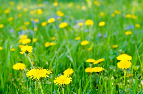 黄色の花 — ストック写真