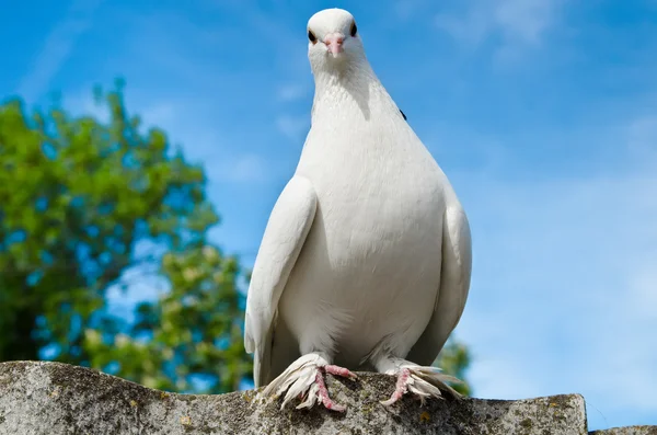 Taube — Stockfoto