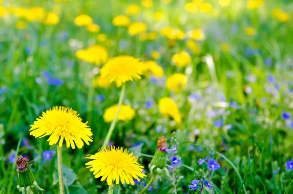 黄色の花 — ストック写真