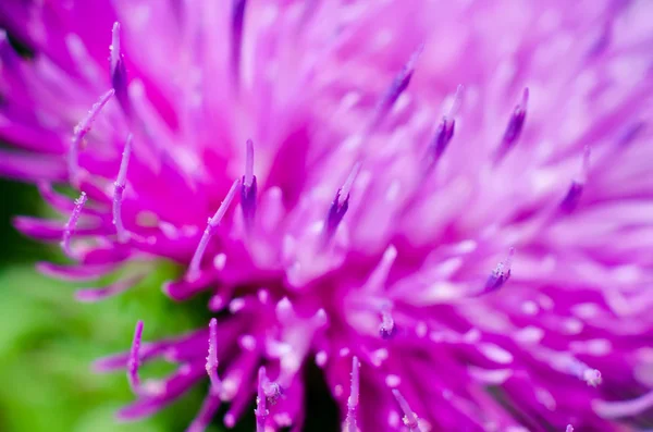 Flower macro — Stock Photo, Image