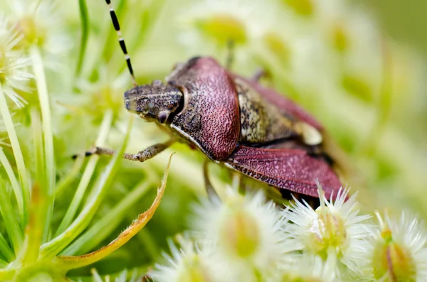 Insect macro — Stockfoto