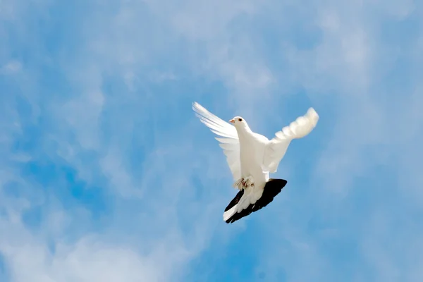 Taube am Himmel Stockbild